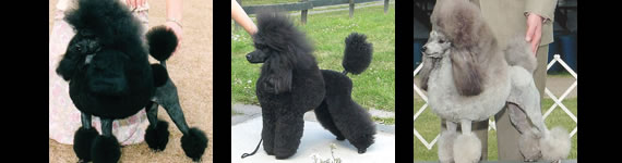 Poodle images