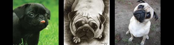 Pug images