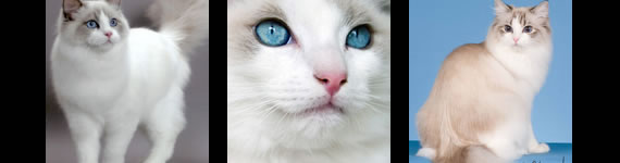 Ragdoll cat images