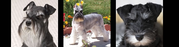 schnauzer images