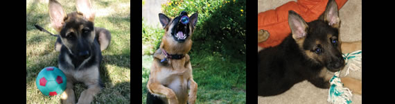 German Shepherd images