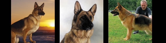 German Sheperd images