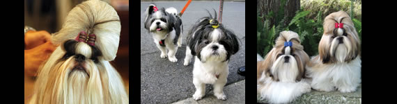 Shih Tzu images