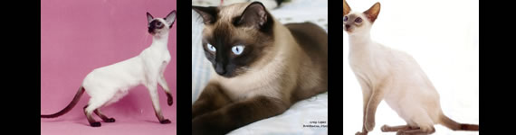 Siamese cat images