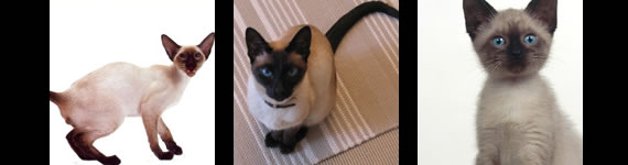 Siamese cat images