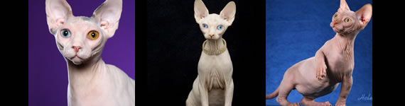 Sphynx cat images