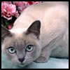 Tonkinese tattoo design ideas