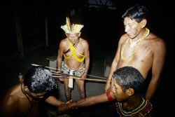 Kurapi tattooing a new initiate under the watchful eyes of Tiwit and the shaman Tuiarajup.