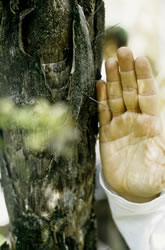 Tucum thorns come from a species of palm tree.