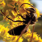 Hornet