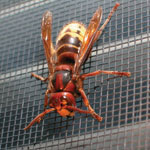 Hornet