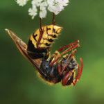 Hornet