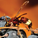 Hornet