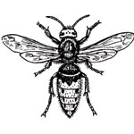 Hornet