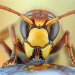 Hornet