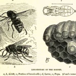 Hornet