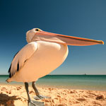Pelican