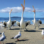 Pelican
