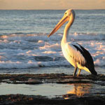 Pelican