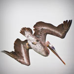 Pelican