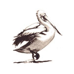 Pelican