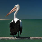 Pelican