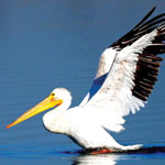 Pelican