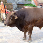 Bull