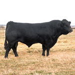 Bull