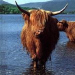 Bull
