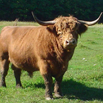 Bull