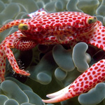 Crab