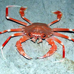 Crab