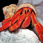 Crab