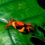 Crab
