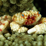 Crab