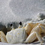 Crab
