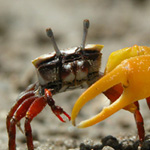 Crab