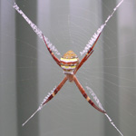 St.Andrews Cross Spider