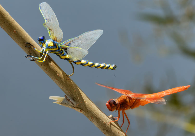 http://www.vanishingtattoo.com/tds/images/dragonfly/dragonfly_large/dragonfly_021.jpg