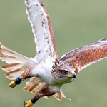 Falcon