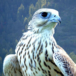 Falcon