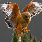 Falcon