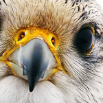 Falcon