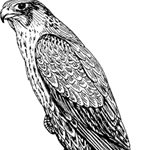 Falcon