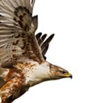 Falcon