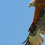 Falcon