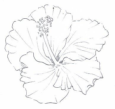 HIBISCUS PICTURES, PICS, IMAGES AND PHOTOS FOR INSPIRATION floral diagram of water lily 