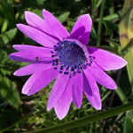 Anemone