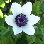 Anemone